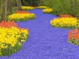 Flowers at Keukenhof Garden Photographic Print by Jim Zuckerman