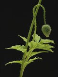 Corn Poppy Bud, Close-up Photographic Print by Claudia Rehm