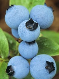 Detail of Ripe Blueberries on Shrubs, a Favorite Food of Birds, Canada Valokuvavedos tekijänä Don Johnston Detail of Ripe Blueberries on Shrubs, a Favorite Food of Birds, Canada Valokuvavedos tekijänä Don Johnston