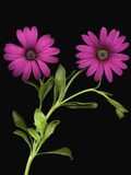 African Daisies Photographie