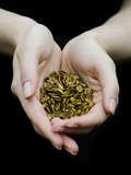 Handful of Pumpkin Seeds Lámina fotográfica por Elisa Lazo De Valdez