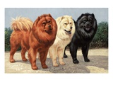 Three chows have fur of different colors Giclee Print by National Geographic Society 
