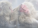Japanese Macaque Grooming Another in Hot Spring Photographic Print by Frank Lukasseck
