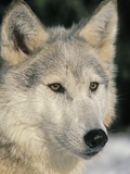 Gray Wolf White color phase Rocky Mountains Winter Canis lupus Photographic Print