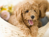 Dogs in Basket Photographic Print
