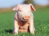 Piglet sitting on grass Photographic Print