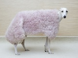 Greyhound Wearing a Pink Rug Fotografie-Druck von Estelle Klawitter