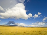 Cumulus Clouds Over Golden Pampas in Chile Photographic Print by John and Yva Eastcott And Momatiuk