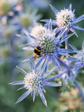 Eryngium BOURGATII 'PICOS BLUE' Photographie par Clive Nichols