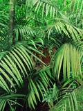 Tiger Hiding in Foliage Photographie