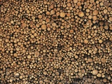 Pulp Wood Stacked in Processing Yard, British Columbia, Canada. Photographic Print by Chris Cheadle