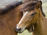 Horses, mare and colt, near Egilsstaoir, East Iceland Photographic Print by Mary Ellen Mcquay