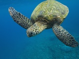Adult green sea turtle (Chelonia mydas) in the protected marine sanctuary at Honolua Bay Photographic Print