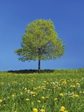Lime tree in a field of dandelions Photographic Print by Frank Krahmer
