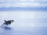 Killer Whale Breaching, British Columbia, Canada. Fotografisk trykk av Jim Borrowman
