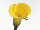 Arum d'Ethiopie Photographie