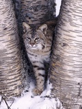 Bobcat in the snow in Montana Photographic Print by Charles Krebs
