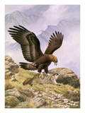 A Golden Eagle Sinks its Talons into a Frightened Hoary Marmot. Wydruk giclee autor National Geographic Society