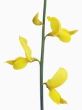 Spanish broom (spartium junceum) Photographic Print by Frank Krahmer