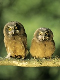 Boreal Owlets (Aegolius Funereus), Northern Alberta, Canada Photographic Print by Wayne Lynch