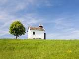 Lime tree and tiny white chapel in rural meadow Photographic Print by Frank Lukasseck