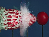 Tri Radish Destruction Photographic Print by Alan Sailer