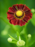 Helenium dunkelpracht Photographic Print by Clive Nichols