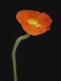 Corn Poppy Flower, Close-up Photographic Print by Claudia Rehm