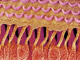 Sensory hair of inner ear (rat) Photographic Print by Micro Discovery 