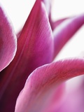 Tulipe Photographie par Frank Krahmer
