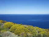 Tree spurge on Stromboli Island Photographic Print by Frank Krahmer