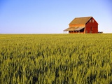 Wheat Crop Growing in Field Before Barn Photographic Print by Terry Eggers