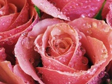 Roses with rain drops Fotografie-Druck von Frank Krahmer