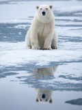 Polar Bear on ice Photographic Print by Paul Souders