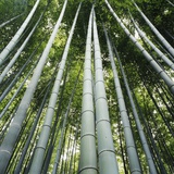 Bamoo Forest in Kyoto Photographic Print by Micha Pawlitzki