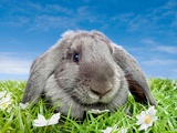 Rabbit on grass Photographic Print