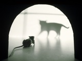 Cat and Mouse Photographic Print by Randy M. Ury