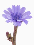 Chicory flower Photographic Print by Frank Krahmer