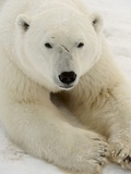 Polar bear (Ursus maritimus) Photographic Print by Don Johnston