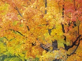 Red Maple in Autumn Foliage, Canada Photographie par Don Johnston