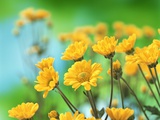 Yellow Chrysanthemums Photographic Print