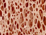 Bone tissue of a hen magnified x25 Photographic Print by Micro Discovery 