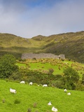 Sheep grazing near Staigue Stone Fort on the Iveragh Peninsula Lámina fotográfica por Doug Pearson