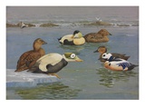 A painting of pairs of various species of eider Giclee Print by Allan Brooks