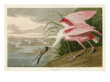 Roseate Spoonbill Reproduction procédé giclée par John James Audubon