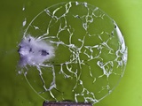 Shattered Glass Photographic Print by Alan Sailer
