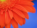 Gerbera Fotografie-Druck von Frank Krahmer