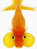 Bubble Eye Goldfish Photographic Print by Martin Harvey
