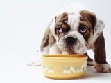 Bulldog Puppy Looking Up From His Bowl Photographic Print by Larry Williams
