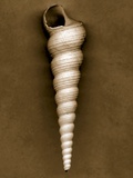 Unicorn Shell Photographic Print by John Kuss